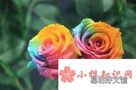 七彩玫瑰花语是什么七彩玫瑰代表什么意思