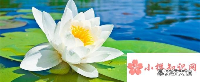 白莲花是什么意思?
