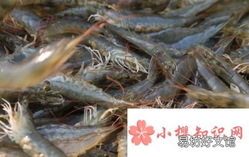 吃虾不能和什么东西一起吃