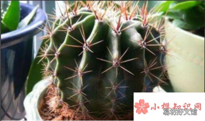 仙人球腐烂不处理可以自愈吗