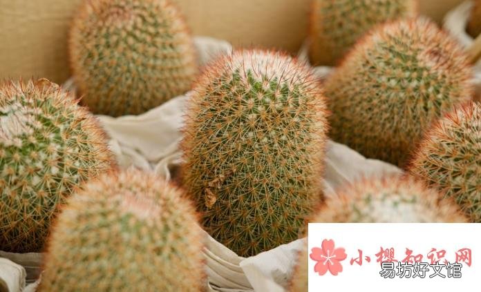 仙人球腐烂不处理可以自愈吗