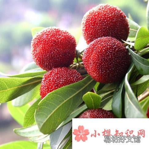 什么水果最土?
