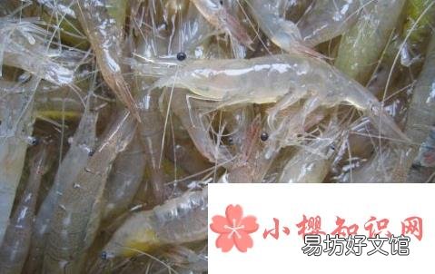 太湖三白是哪三白?