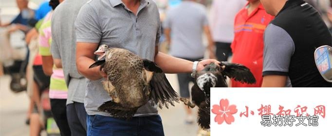 中元节为什么要吃鸭子？