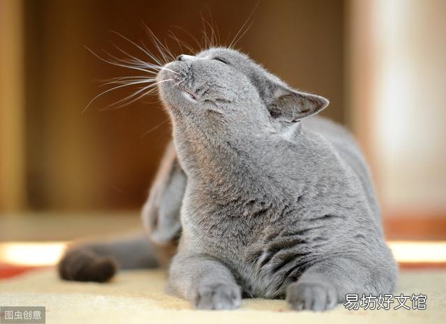 猫能吃盐么(猫不能吃盐么)