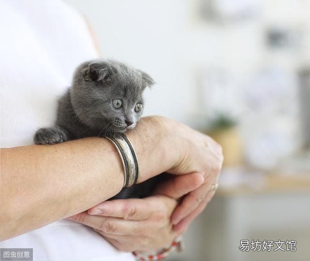 猫能吃盐么(猫不能吃盐么)
