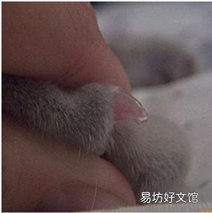猫咪脚趾甲沟炎图片(猫咪脚趾甲沟炎怎么治)