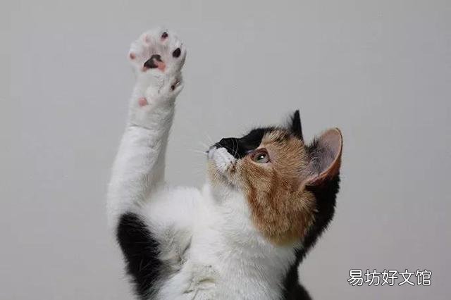 猫咪脚趾甲沟炎图片(猫咪脚趾甲沟炎怎么治)