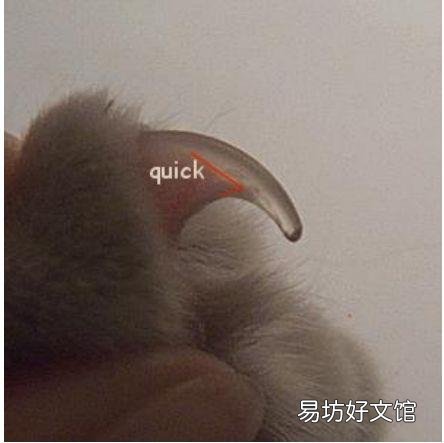 猫咪脚趾甲沟炎图片(猫咪脚趾甲沟炎怎么治)