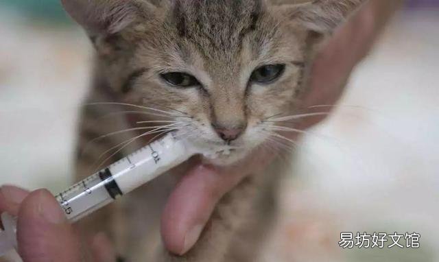 猫多久驱一次虫(猫多久驱一次虫比较好)