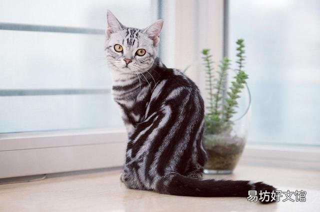 好看的猫咪图片(好看的猫咪品种)