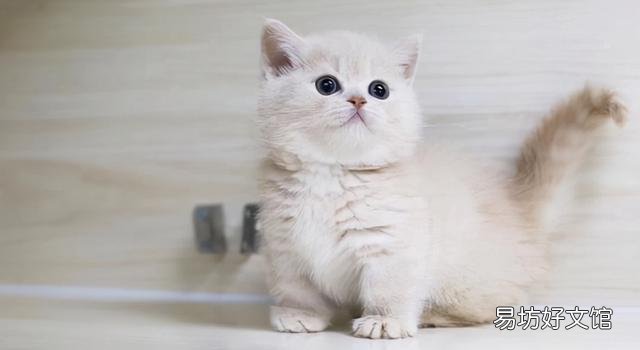 好看的猫咪图片(好看的猫咪品种)