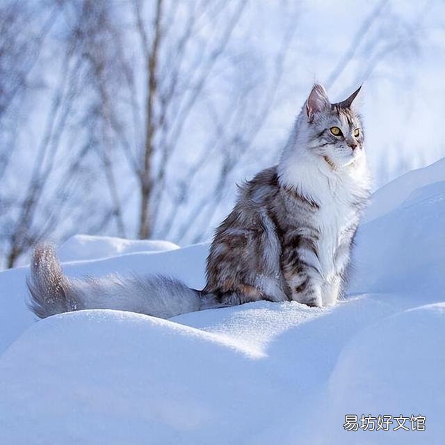 好看的猫咪图片(好看的猫咪品种)