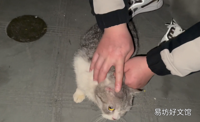 起司猫多少钱一只(美短起司猫多少钱一只)