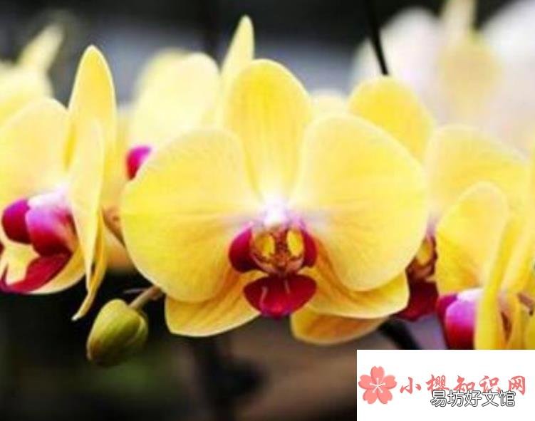 蝴蝶兰开完花后怎么处理