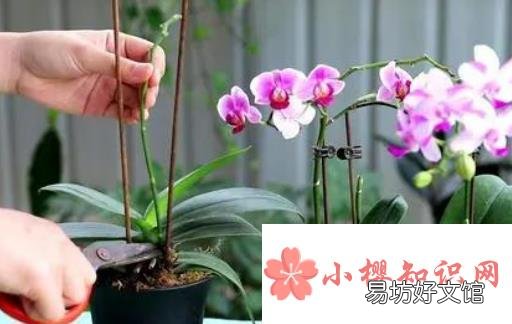 蝴蝶兰开完花后怎么处理