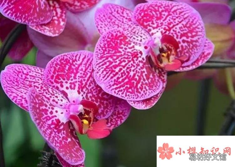 蝴蝶兰开完花后怎么处理