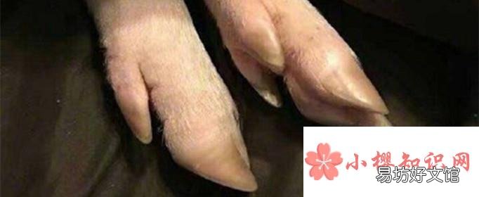 为什么说男人都是大猪蹄子?