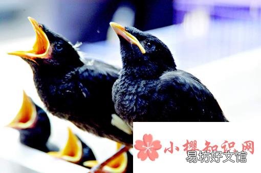 八哥会说话吗？