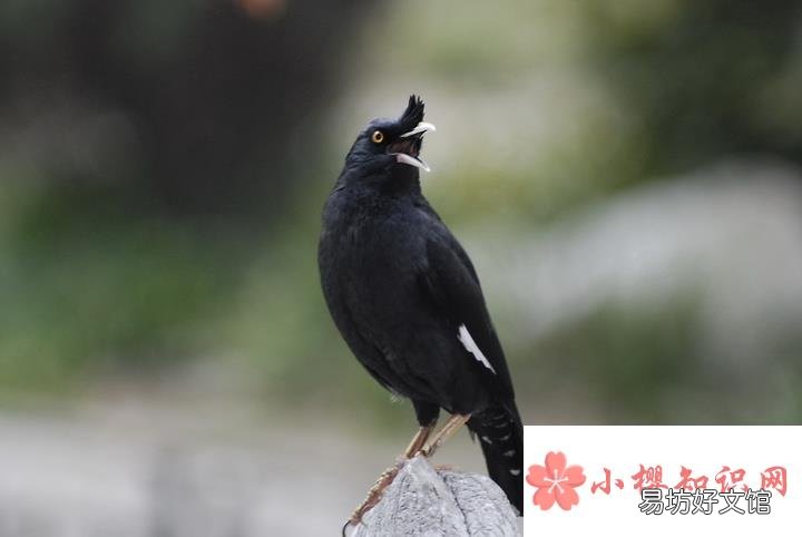 八哥会说话吗？