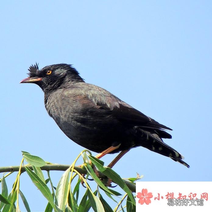 八哥会说话吗？