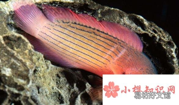为什么深海鱼不浮到水面?