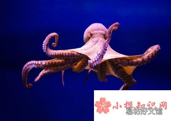 章鱼真的没有身子吗?