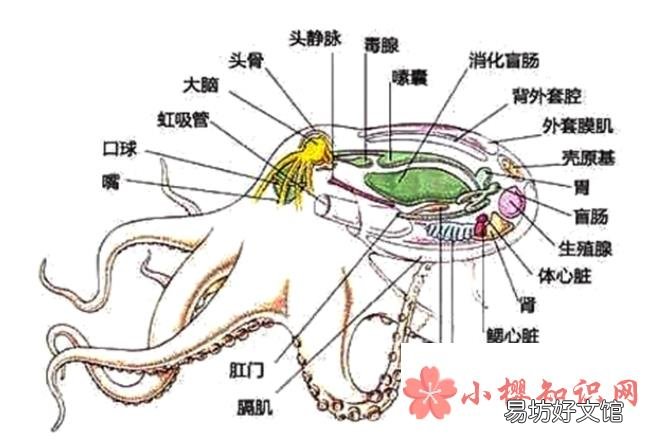 章鱼真的没有身子吗?