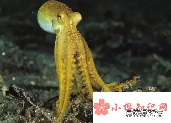 章鱼真的没有身子吗?