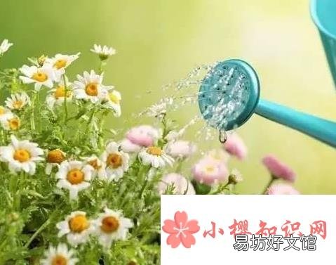 为什么夏天中午不能浇花？