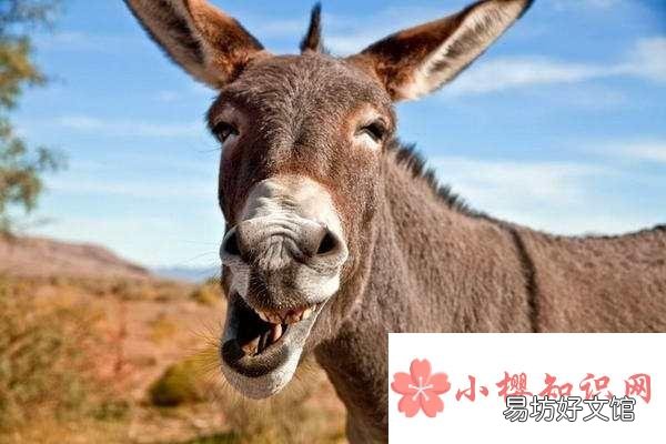 为什么驴爱在地上打滚?