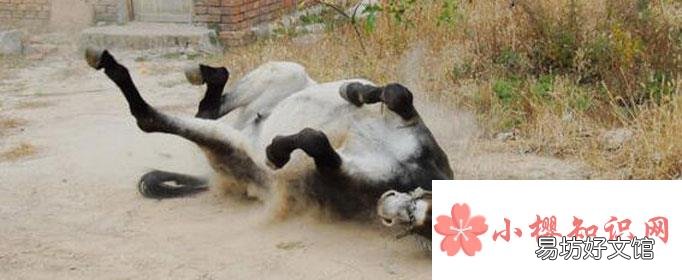 为什么驴爱在地上打滚?