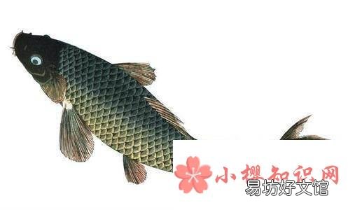 为什么鱼死了还会动?
