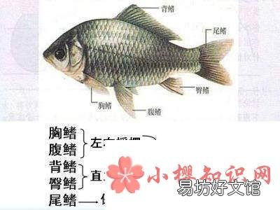 为什么鱼死了还会动?