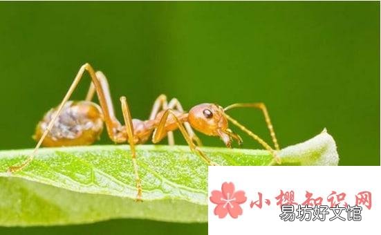 怎么能彻底消灭家里的红蚂蚁