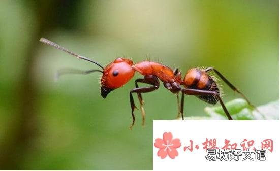 怎么能彻底消灭家里的红蚂蚁
