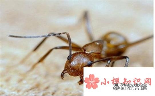 怎么能彻底消灭家里的红蚂蚁