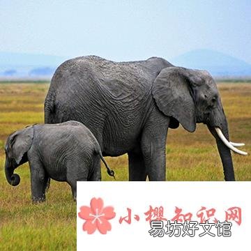 大象能跳起来吗?
