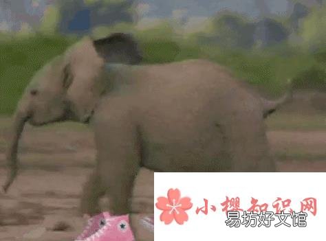大象能跳起来吗?