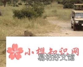 大象能跳起来吗?