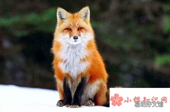 为什么红狐特别爱使用计谋?