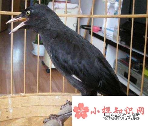 鸟类为什么会鸣叫?