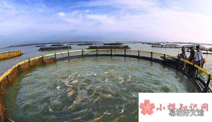 网箱养鱼为什么能提高鱼的产量？