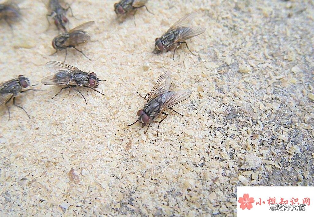 为什么大苍蝇会自己死？
