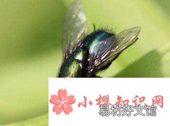 为什么大苍蝇会自己死？