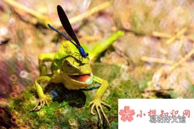 世界上最小的变色龙是什么?