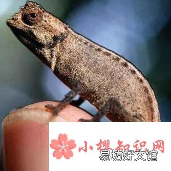 世界上最小的变色龙是什么?