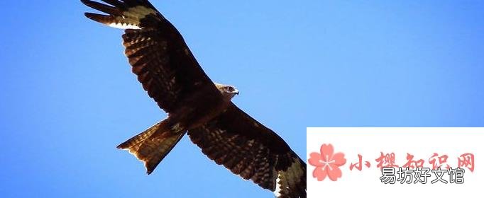 为什么鹰能从高空发现地面的小猎物？