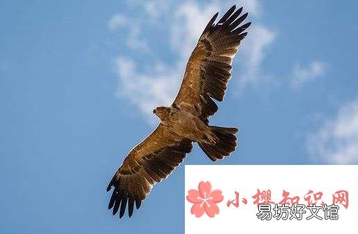 为什么鹰能从高空发现地面的小猎物？