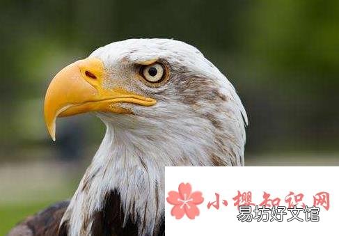 为什么鹰能从高空发现地面的小猎物？